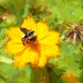 Διαγωνισμός Ζωγραφικής: «Άγριες μέλισσες και άλλοι επικονιαστές στα λουλούδια του τόπου μου»